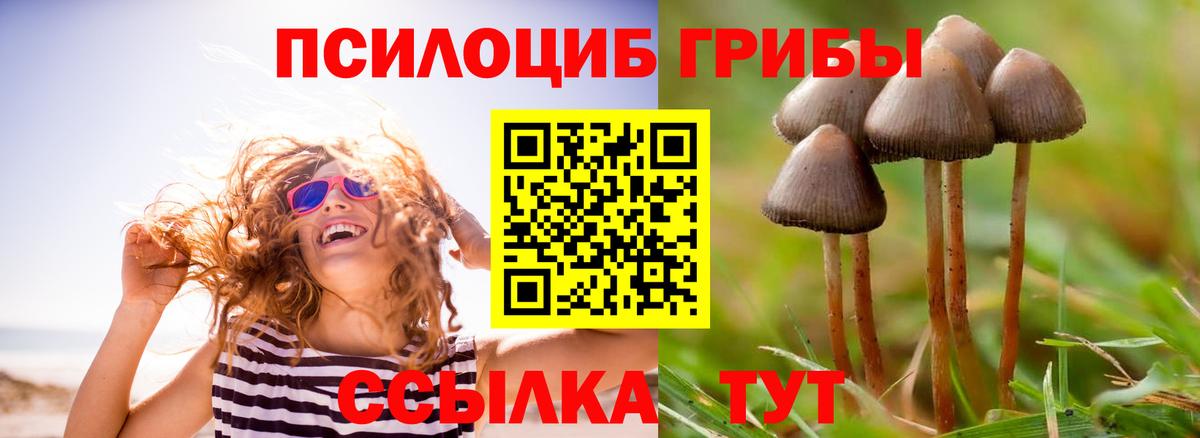 Псилоцибиновые грибы Psilocybine cubensis Кудрово